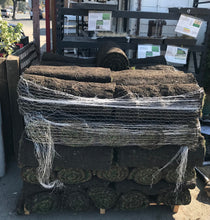 Load image into Gallery viewer, Hybrid Tall Fescue with Bluegrass - Native Lawn Delivery