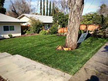 Load image into Gallery viewer, blue fescue seeds