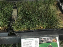 Load image into Gallery viewer, Delta Grassland Mix - Bay Area Sod and Seed