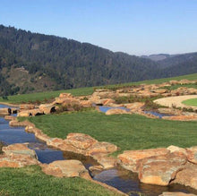 Load image into Gallery viewer, Enduro dwarf tall fescue grass