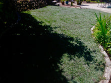 Load image into Gallery viewer, Shade tolerant grass seed