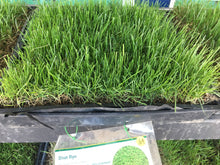 Load image into Gallery viewer, Delta Blue Rye - Bay Area Sod and Seed