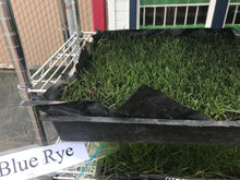 Load image into Gallery viewer, Delta Blue Rye - Bay Area Sod and Seed