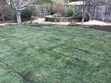 Load image into Gallery viewer, turf type tall fescue grass seed