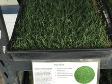 Load image into Gallery viewer, Rye Blue grass Seed