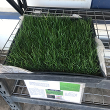 Load image into Gallery viewer, Perennial ryegrass