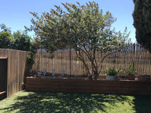 Load image into Gallery viewer, grass seed for shaded areas