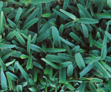 Load image into Gallery viewer, sunclipse st Augustine sod