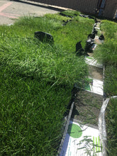 Load image into Gallery viewer, Delta Blue Rye - Bay Area Sod and Seed