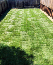 Load image into Gallery viewer, Delta Tall 9010 Sod a Hybrid Tall Fescue with Kentucky Bluegrass - Native Lawn Delivery