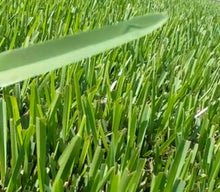 Load image into Gallery viewer, St. Augustine sod