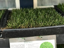Load image into Gallery viewer, grass seed that grows in shade