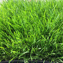 Load image into Gallery viewer, Kentucky Bluegrass Seed - Native Lawn Delivery