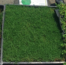 Load image into Gallery viewer, Latitude 36 Bermuda sod