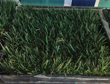 Load image into Gallery viewer, medallion sod