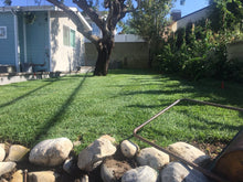 Load image into Gallery viewer, Medallion Dwarf Bonsai Fescue - Native Lawn Delivery