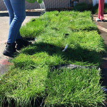 Load image into Gallery viewer, West Coaster Mow Free or No Mow Sod - Native Lawn Delivery