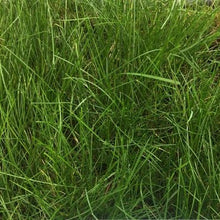 Load image into Gallery viewer, West Coaster Mow Free or No Mow Sod - Native Lawn Delivery