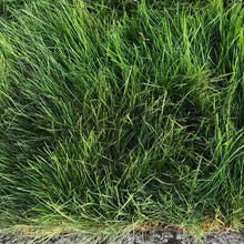 Load image into Gallery viewer, West Coaster Mow Free or No Mow Sod - Native Lawn Delivery