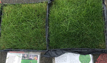 Load image into Gallery viewer, Mow Free / No Mow Grass - Native Lawn Delivery