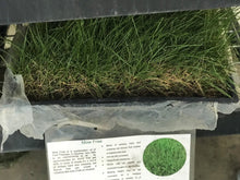 Load image into Gallery viewer, Mow Free / No Mow Grass - Native Lawn Delivery