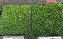 Load image into Gallery viewer, native bentgrass and biofiltration sod