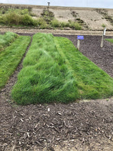 Load image into Gallery viewer, native bentgrass long and short