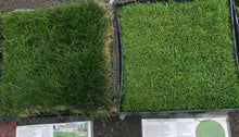Load image into Gallery viewer, native fine fescue mow free sod on left