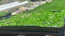Load image into Gallery viewer, native frog fruit ground cover