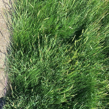 Load image into Gallery viewer, native biofiltration grass seed