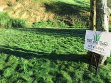 Load image into Gallery viewer, native grass no mow sod