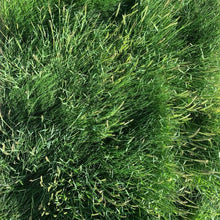 Load image into Gallery viewer, native plant sample