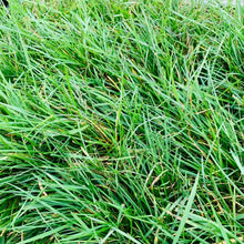 Load image into Gallery viewer, Native Grassland Mix Grass Seed - Native Lawn Delivery