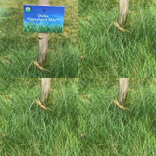 Load image into Gallery viewer, Native Grassland Mix Grass Seed - Native Lawn Delivery