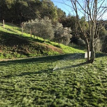 Load image into Gallery viewer, Native Mow Free Grass Seed - Native Lawn Delivery