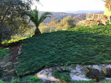 Load image into Gallery viewer, native mow free sod