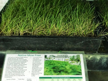 Load image into Gallery viewer, native no mow grass