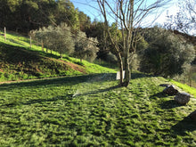 Load image into Gallery viewer, native no mow sod