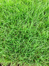 Load image into Gallery viewer, Native Bentgrass Seed
