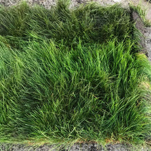 Load image into Gallery viewer, no mow sod delivery for California