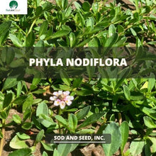 Load image into Gallery viewer, phyla nodiflora ground cover