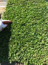 Load image into Gallery viewer, Turkey Tangle Ground Cover - Native Lawn Delivery