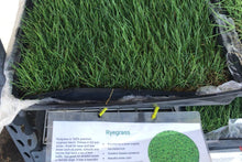 Load image into Gallery viewer, rye grass sod and seed