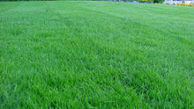 Load image into Gallery viewer, West Coaster Rye Grass Sod - Native Lawn Delivery