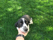 Load image into Gallery viewer, bolero plus sod and seed delivery