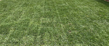 Load image into Gallery viewer, st. augustine grass