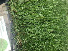 Load image into Gallery viewer, hybrid tall fescue