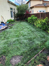 Load image into Gallery viewer, tall fescue sod backyard