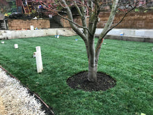 Load image into Gallery viewer, tall fescue bluegrass mix