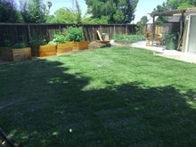 Load image into Gallery viewer, tall fescue grass seed